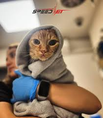 Speed Vet - servicii veterinare de urgenta, non stop, Bucuresti.