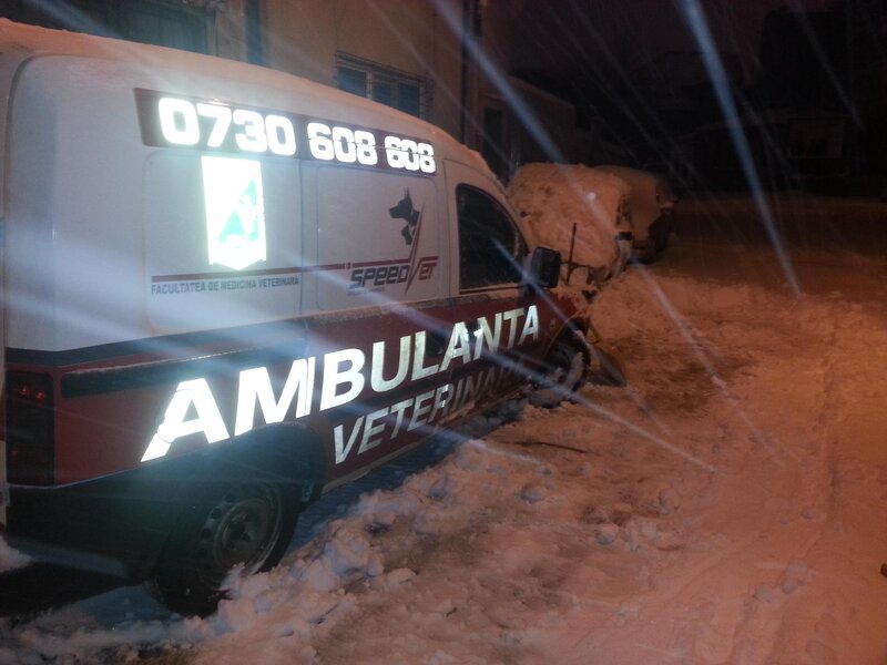 Speed Vet - servicii veterinare de urgenta, non stop, Bucuresti.