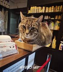 Speed Vet - servicii veterinare de urgenta, non stop, Bucuresti.